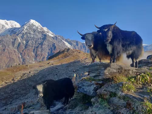 Mardi Himal Trekking